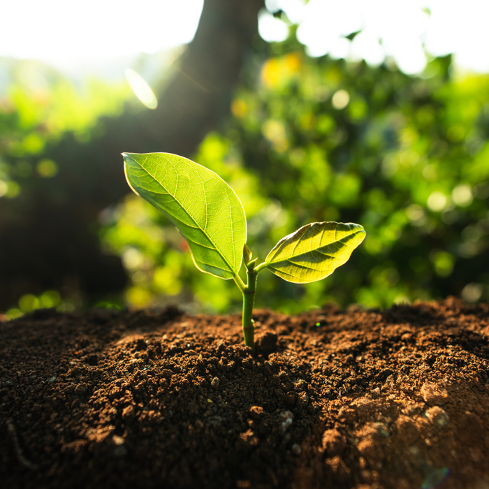 Young plant growing