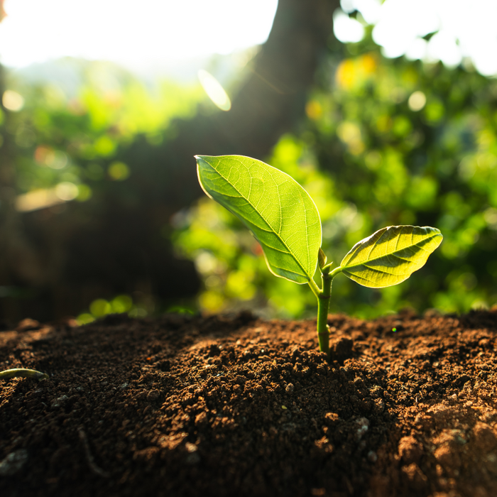 Young plant growing