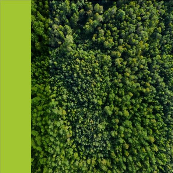 Picture of the forest from above