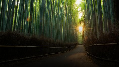 Dirt road in a bamboo forest