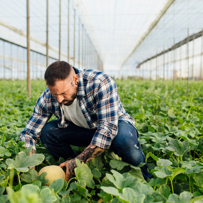 A farmer in a plaid shirt crouches in a greenhouse