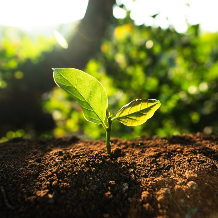 Young plant growing